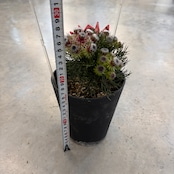 セルリア ラズベリーバースト【932】