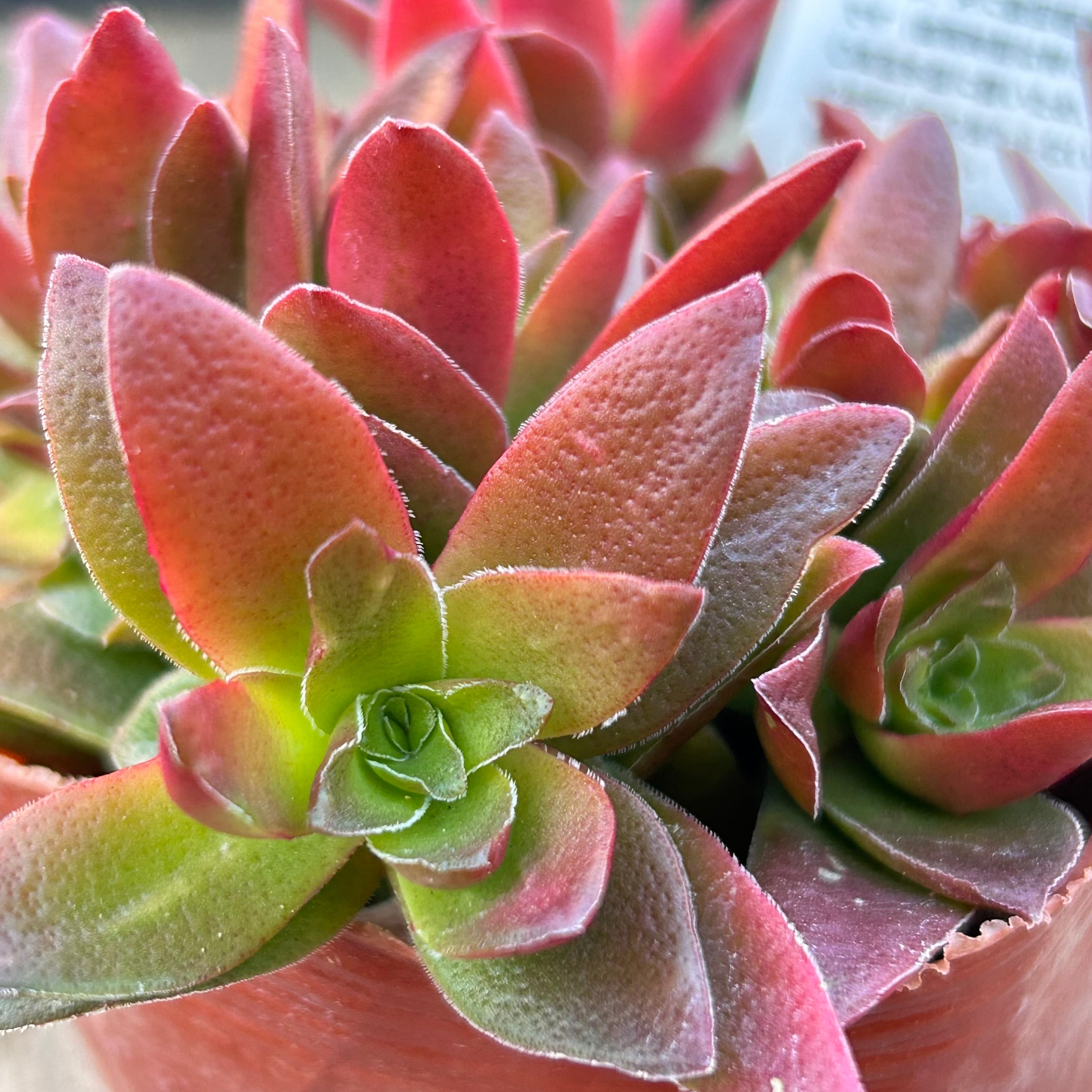 紅葉祭り群生 | RuPo 多肉植物専門店