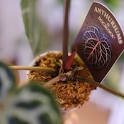 【正規タグ付き】Anthurium 'Michelle' by DOC BLOCK⑬ / アンスリウム・ミシェル│観葉植物