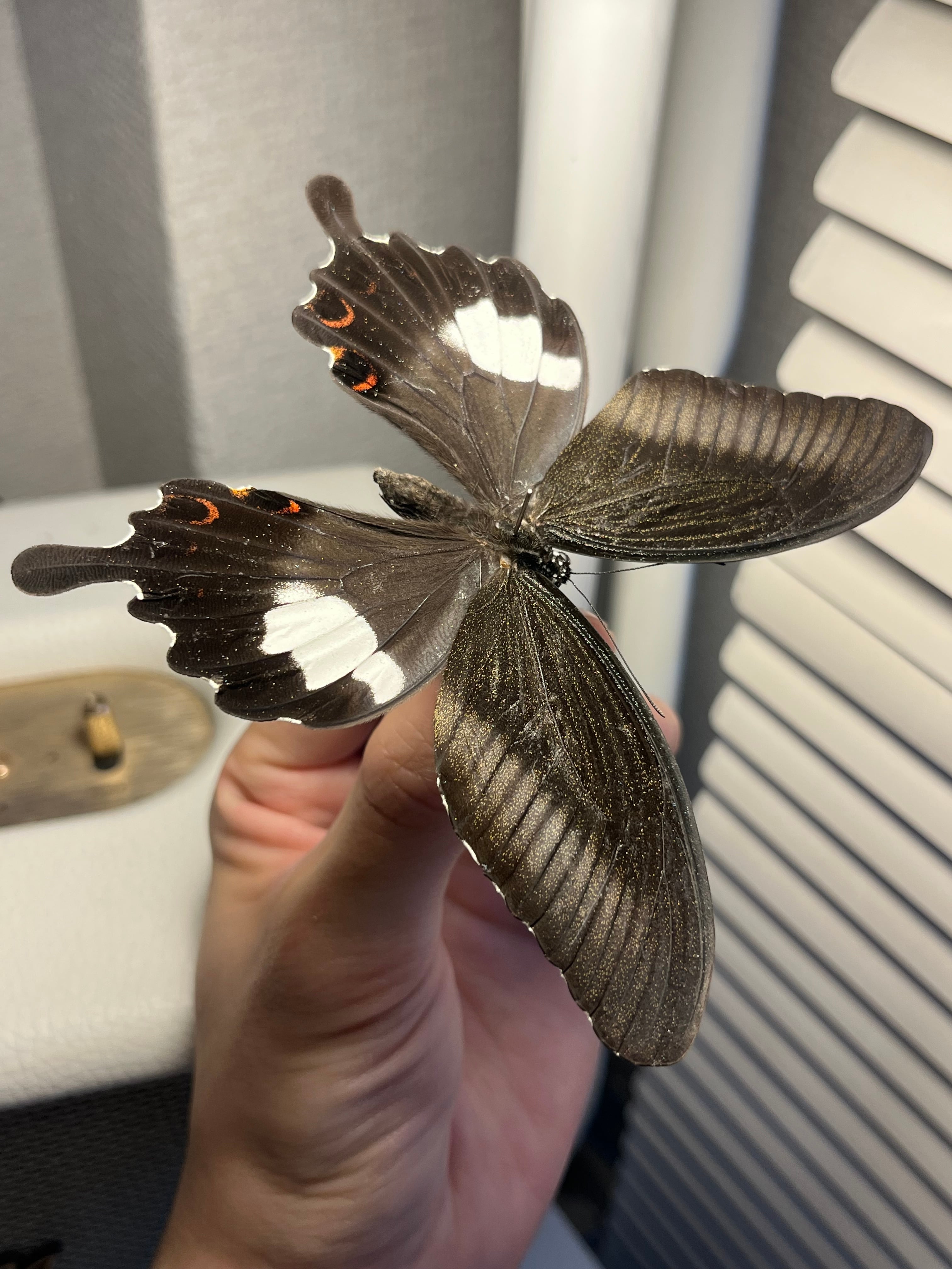 アグリアスクラウディナサルダナパルス♂ ミイロタテハ 蝶標本 甲虫