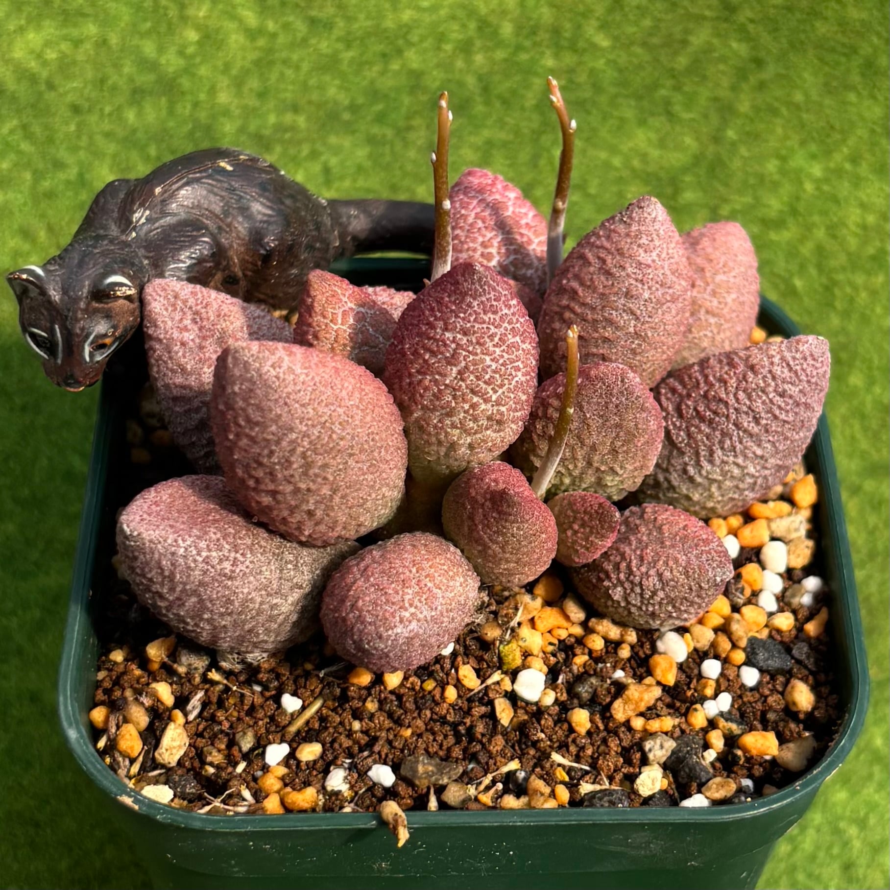 キャッツアイ錦 | 多肉植物 豆彦商店