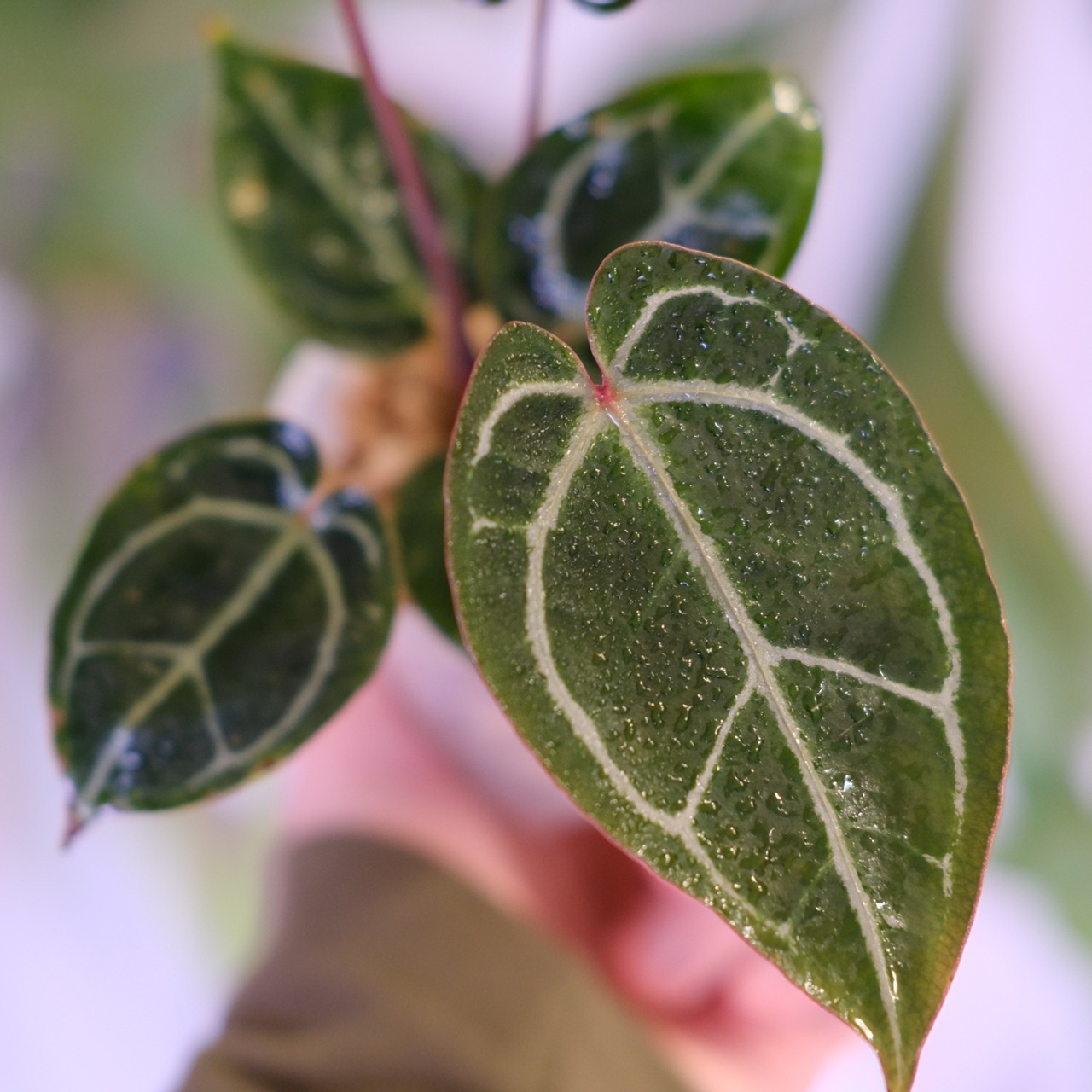 Anthurium. SKG Pink Lemonade × A.Zara Michelle⑦│アンスリウム ピンクレモネード × ザラ ミシェル│観葉植物
