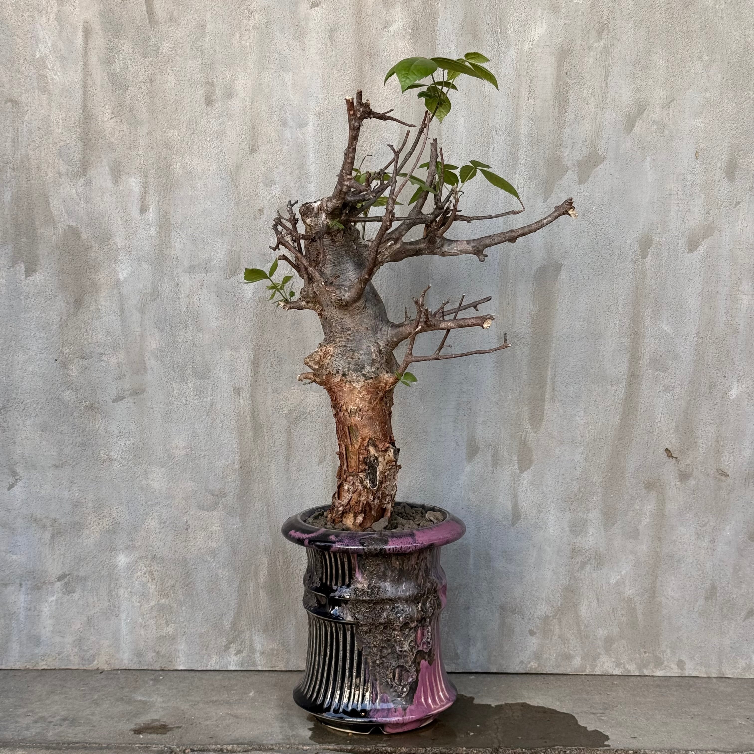 植物×作家鉢 【植え込み済み】 | A-PLANTS