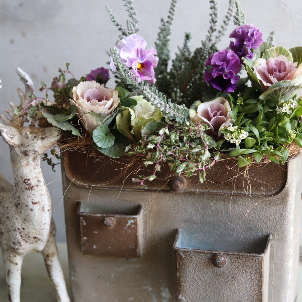 冬から春に楽しむ寄せ植え｜シャビーなバックポットとバンジー公爵令嬢とハボタンの寄せ植え　届いてすぐ玄関に飾れる 　プレゼントにもオススメ　