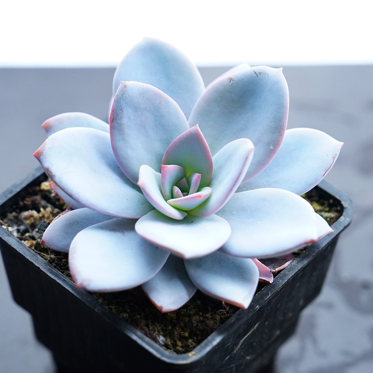 抜き苗 ホワイトラバー Echeveria 'White Lover'