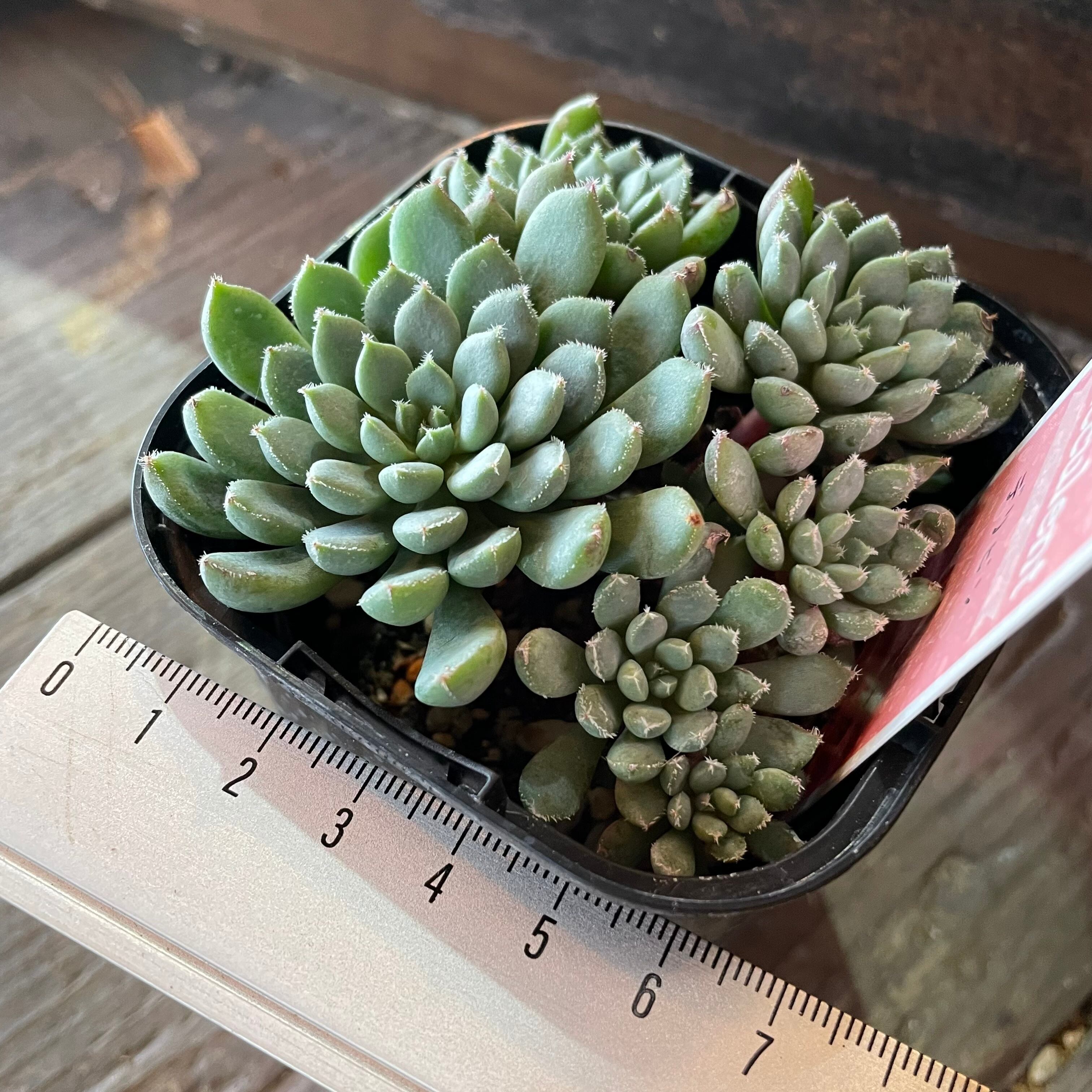 デリピン | RuPo 多肉植物専門店
