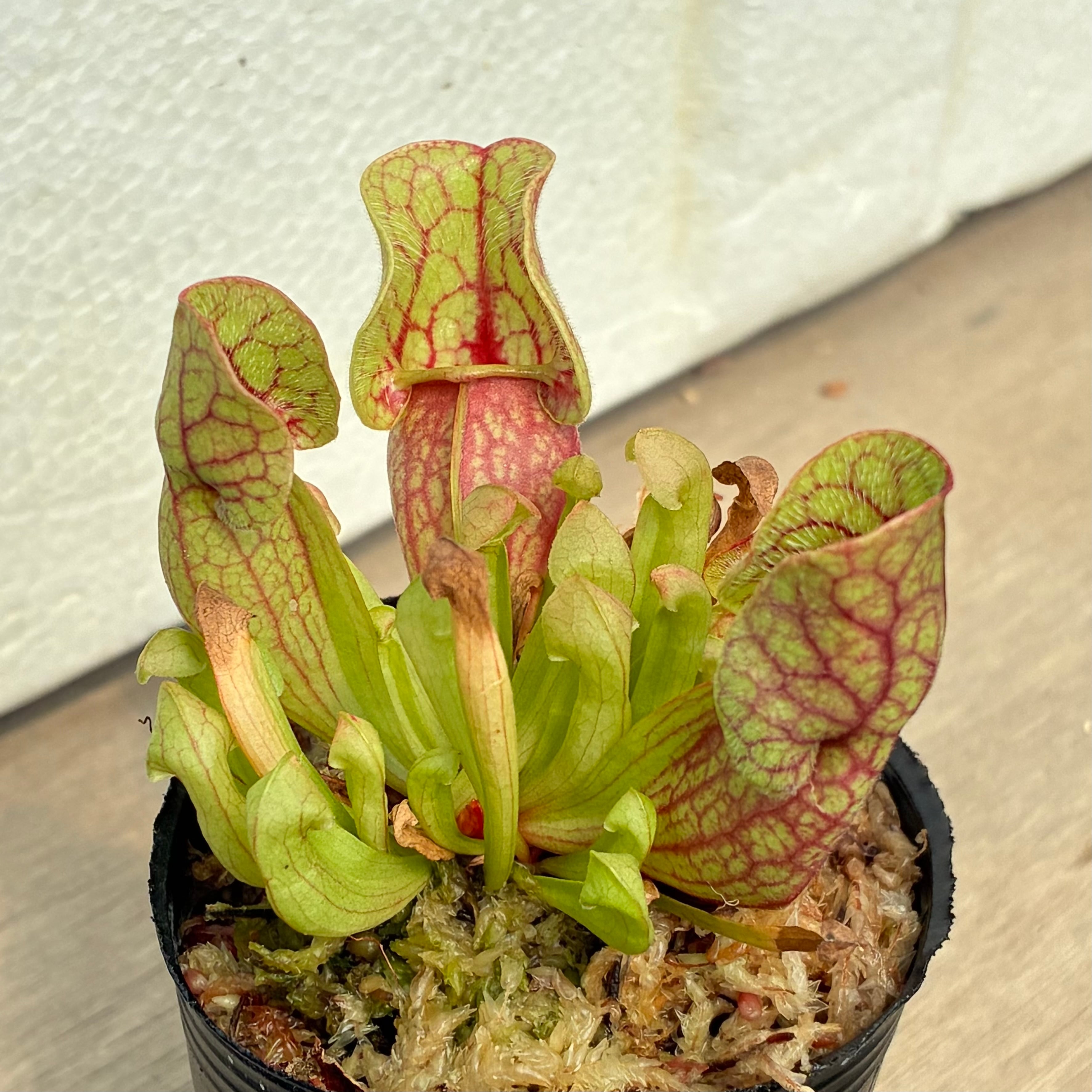 サラセニア プルプレア ベノーサ Sarracenia purpurea var.Benosa
