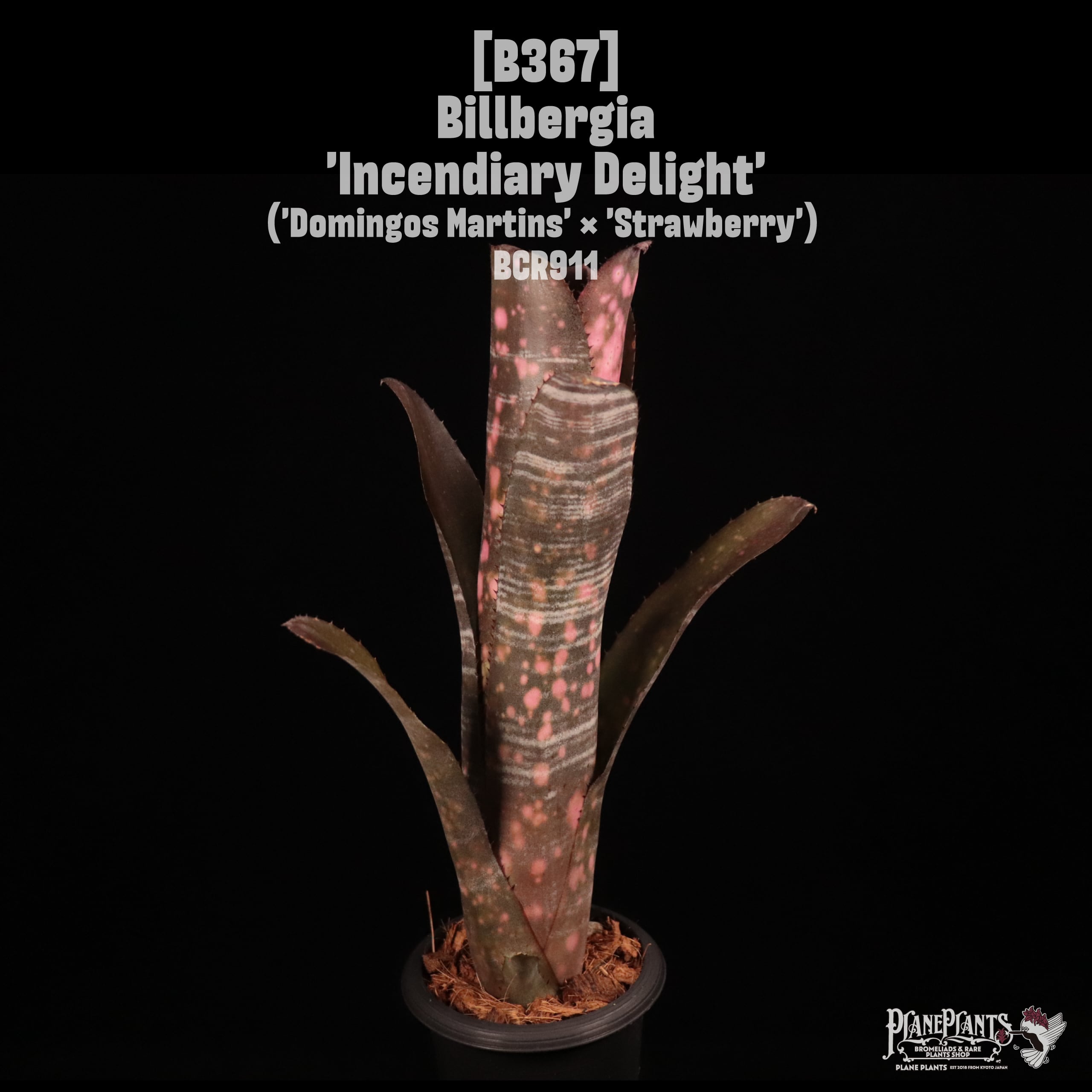 Billbergia 'Incendiary Delight'〔ビルベルギア〕B367