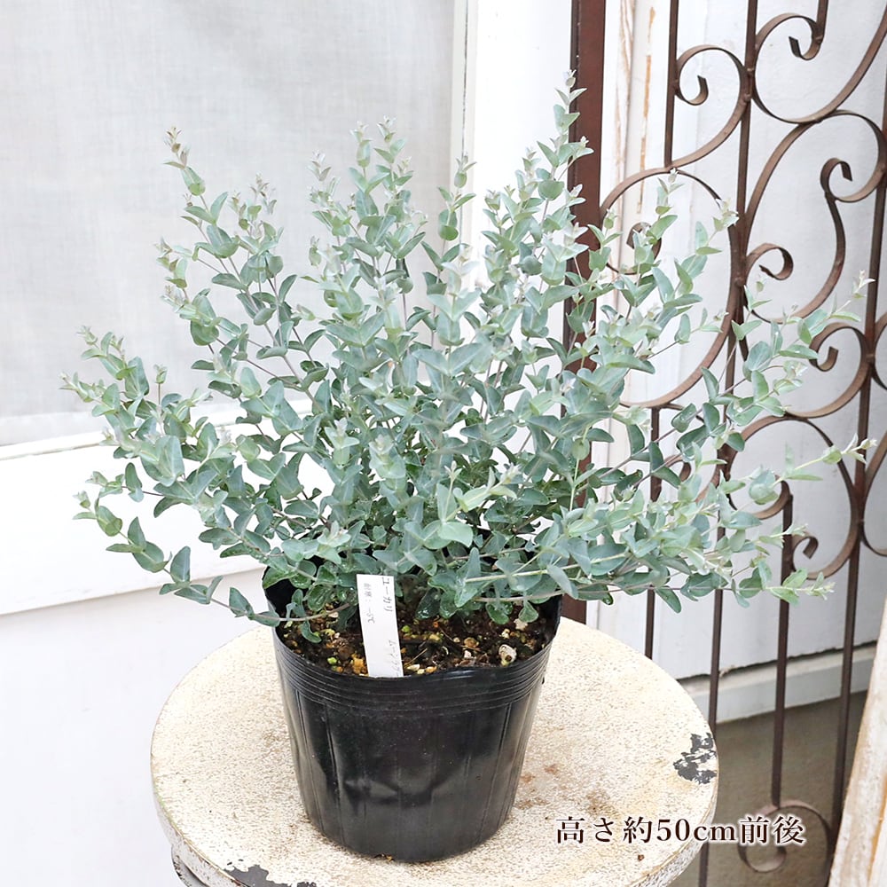 常緑苗木 ユーカリ ムーンラグーン 5号 H50cm 庭木 コンパクト 鉢植え