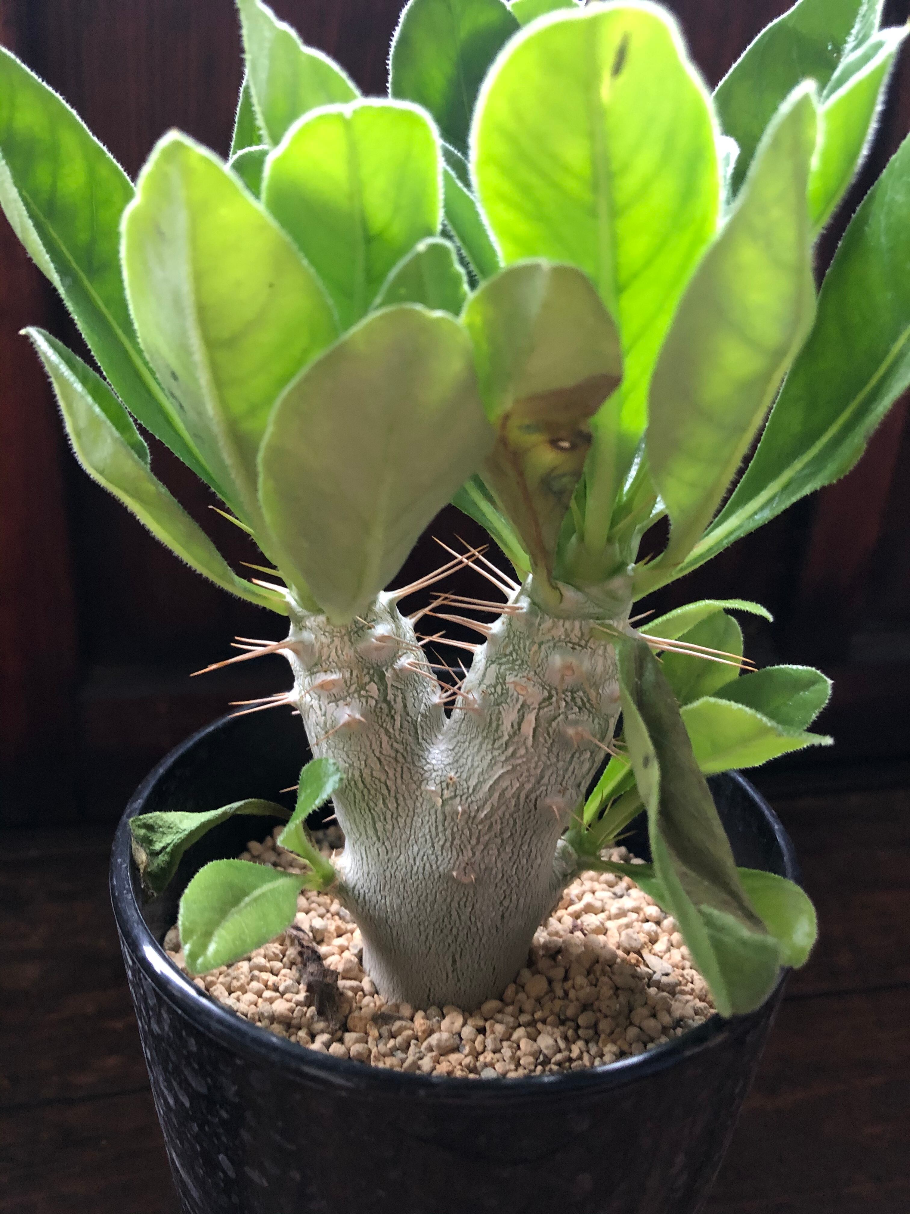 Pachypodium saundersii パキポディウム サウンデルシー 白馬城
