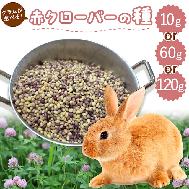 牧草王国 牧草の種 赤クローバー 60g