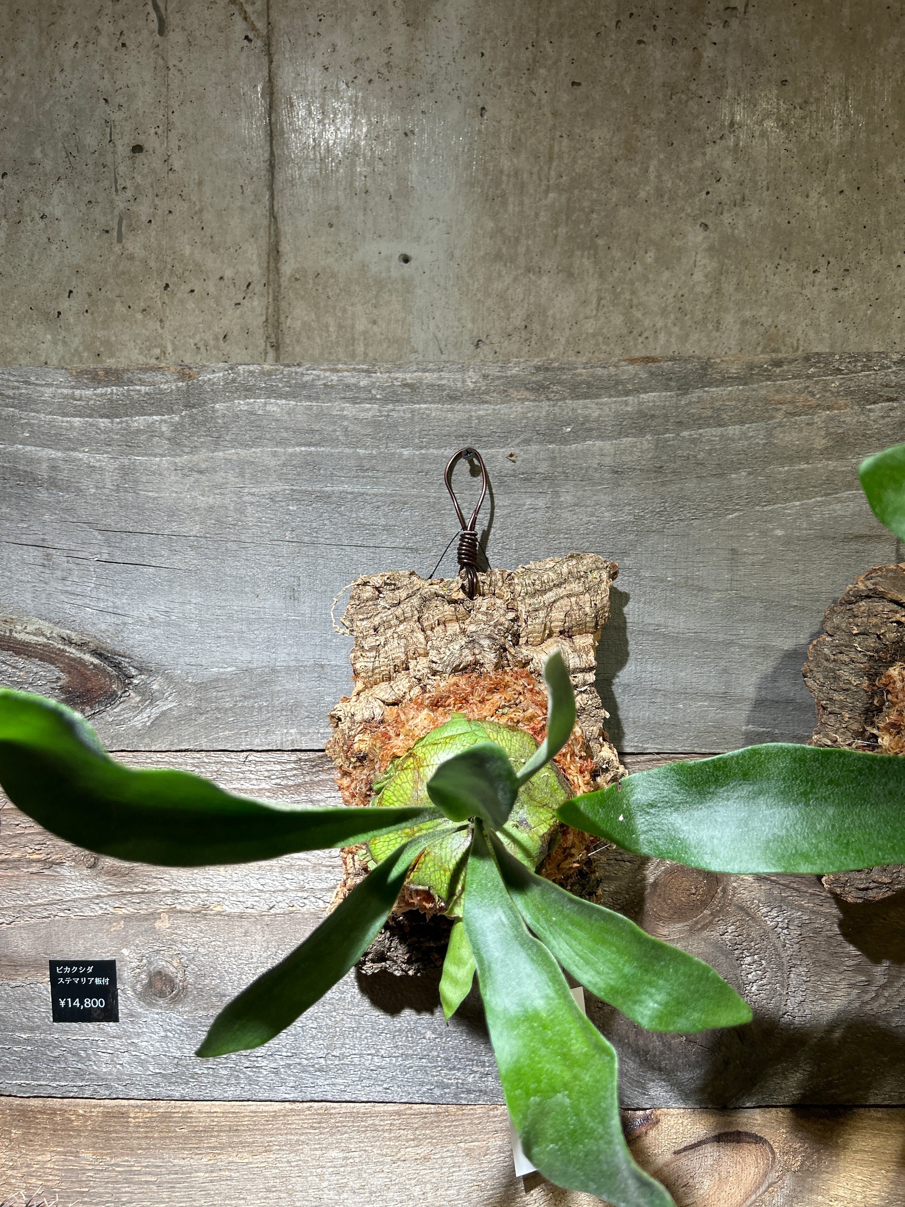 ビカクシダ コルク付 ネザーランド | 植物との暮らし apricot