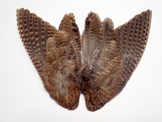 AFS セレクト Woodcock Whole Wings 1pair / ウッドコック ウイング ペア