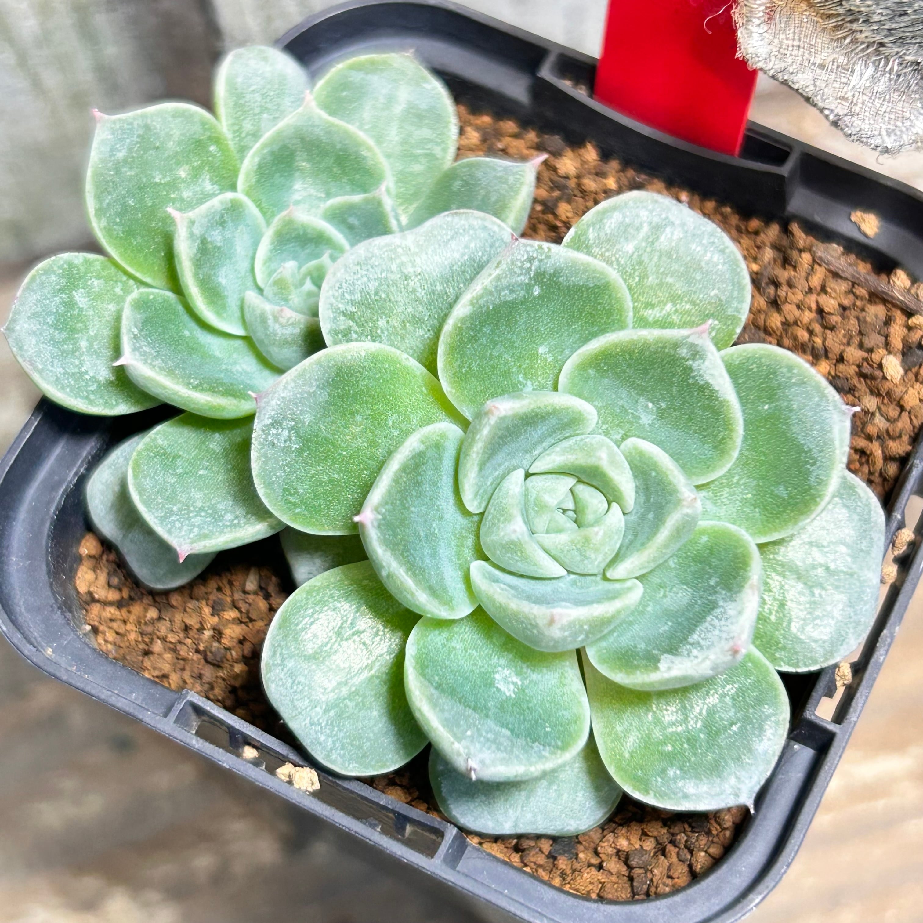 ワイルドコロラータ | RuPo 多肉植物専門店