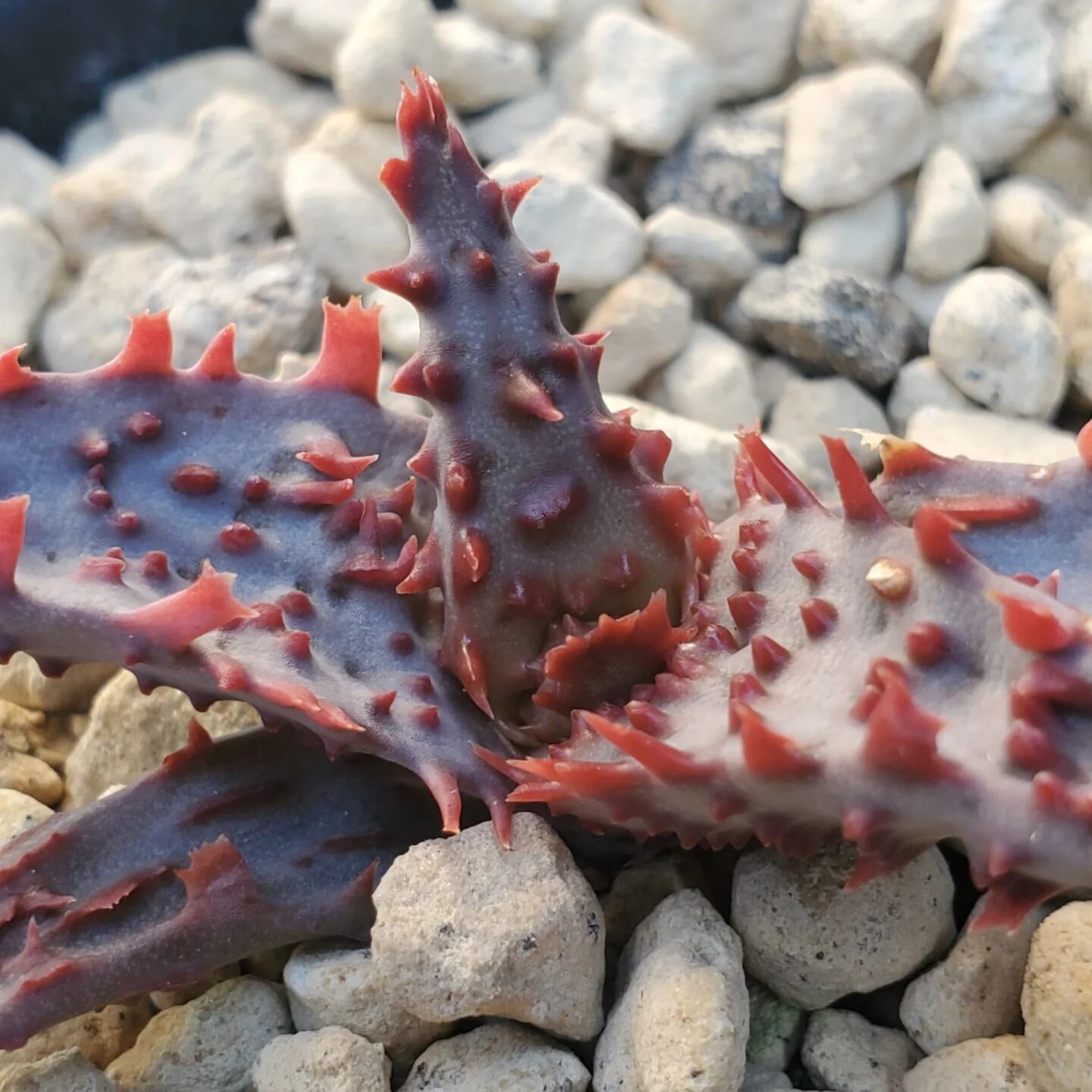 F00524_Aloe 'Glorious Dragon'（TCT）：アロエ・グロリアスドラゴン