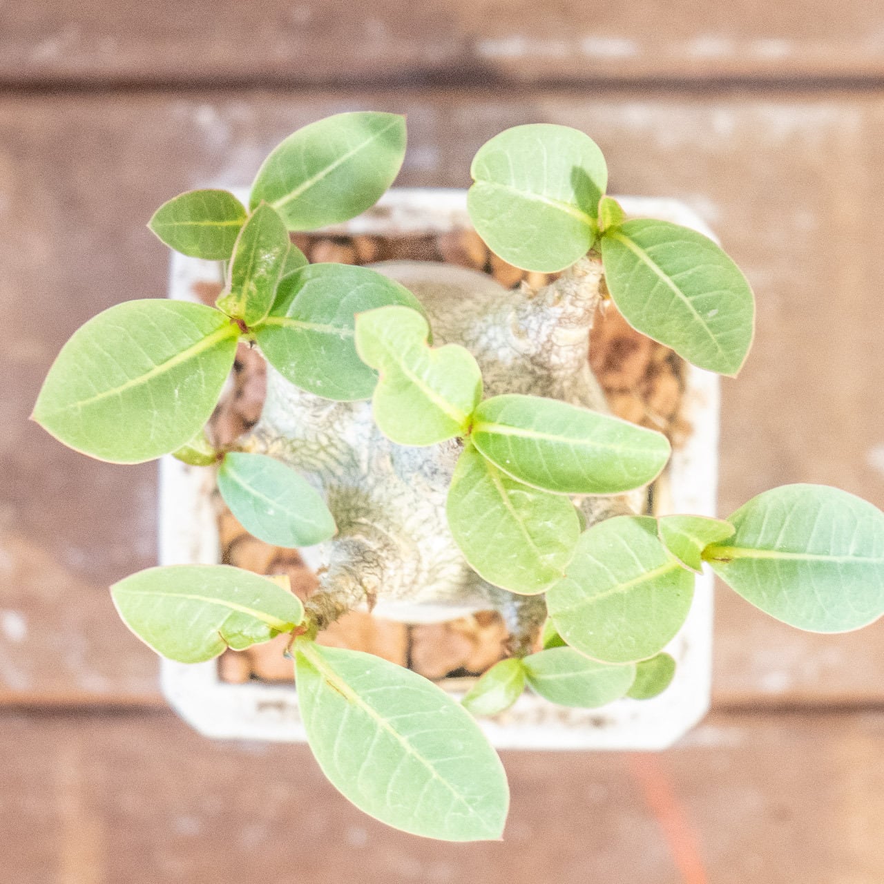 球体に稜線が走る端正な姿。手づくりモルタル鉢で楽しむユーフォルビア・バリダ（中型株・幅8cm）｜虫発生抑制（全国一律送料850円）