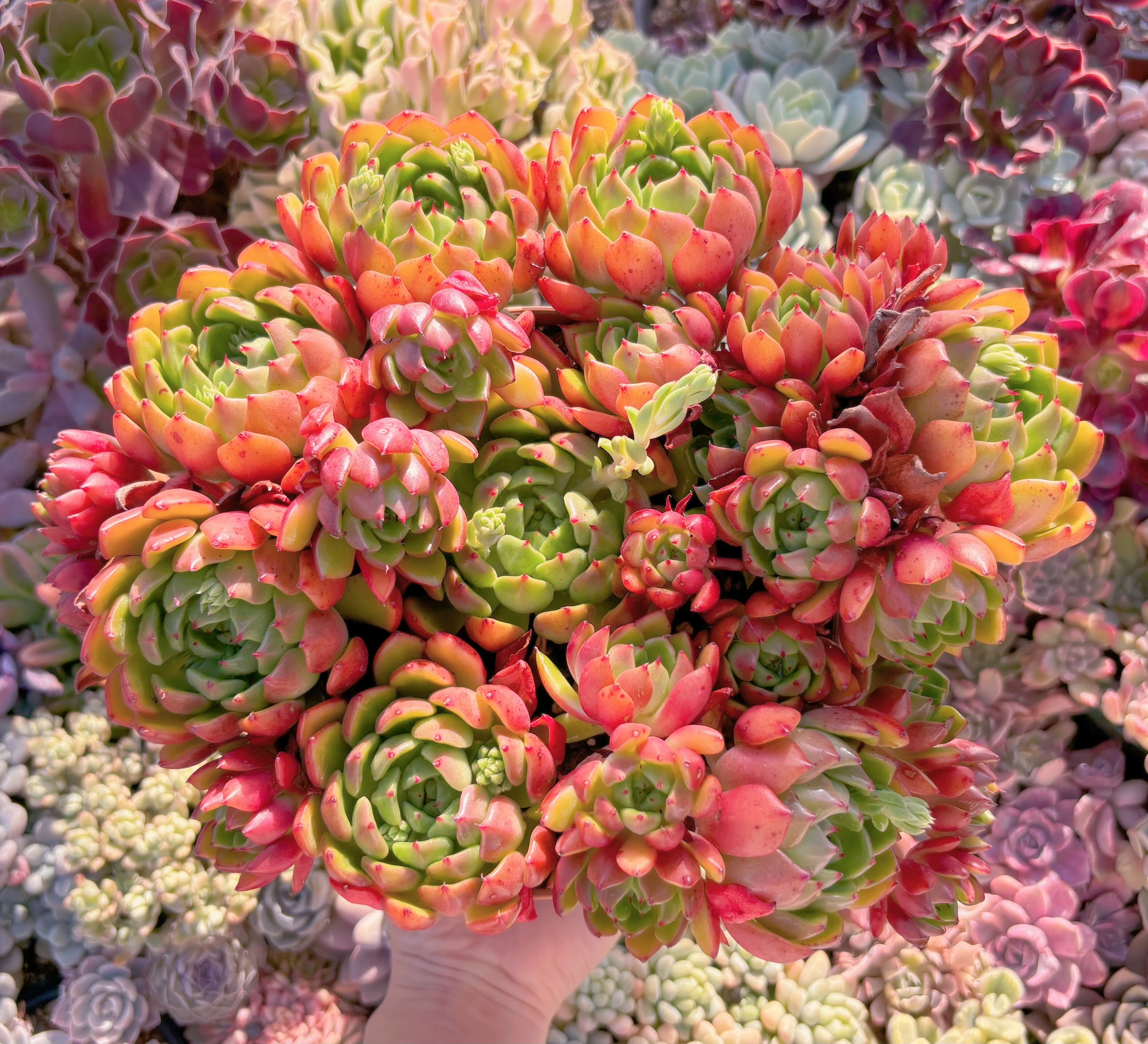 現品　新品種　油画#066　特特大群生32cm　新入荷