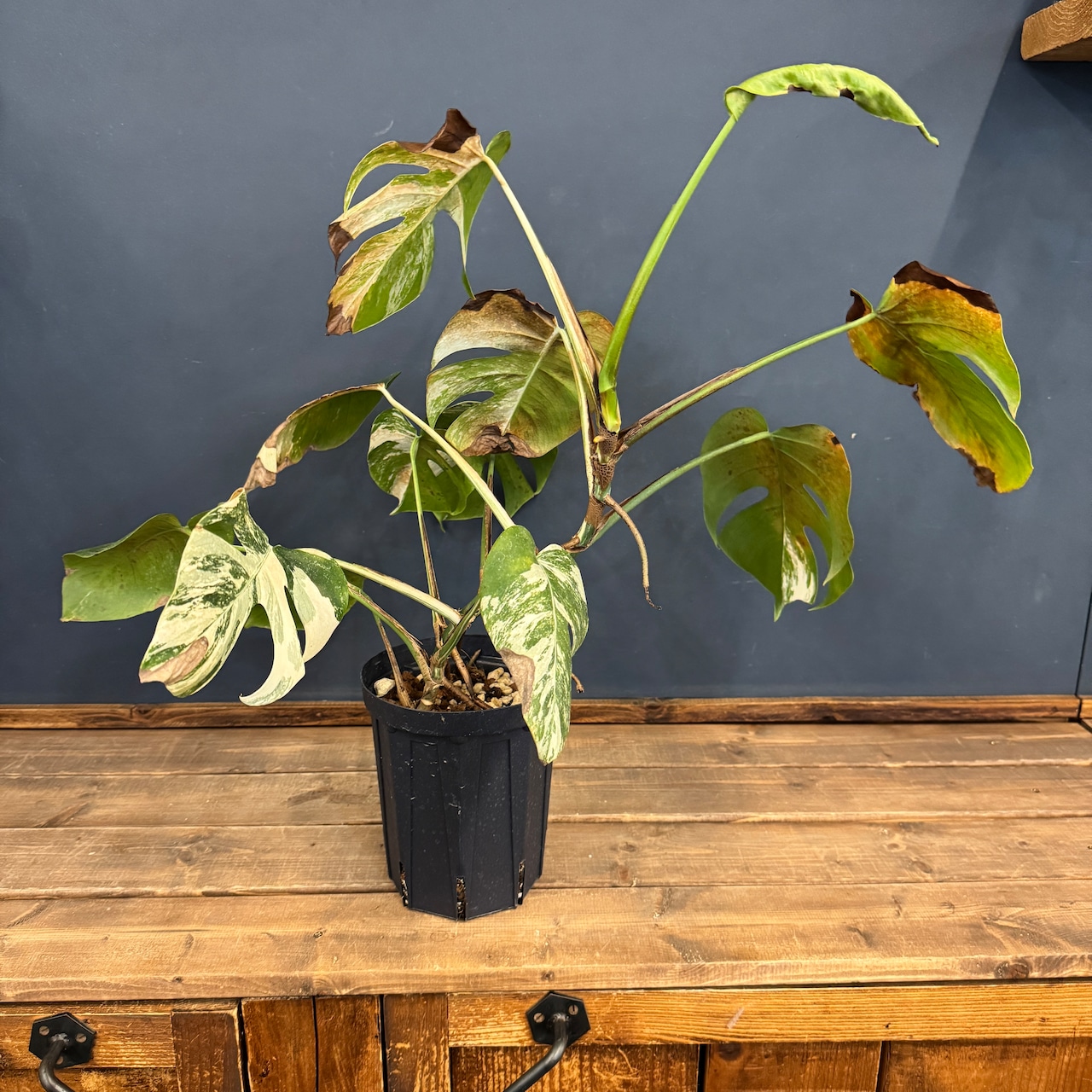 【クリアランス】モンステラ ホワイトタイガー (ボルシギアナ)【836】