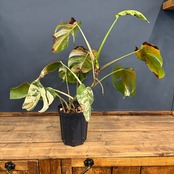 【クリアランス】モンステラ ホワイトタイガー (ボルシギアナ)【836】