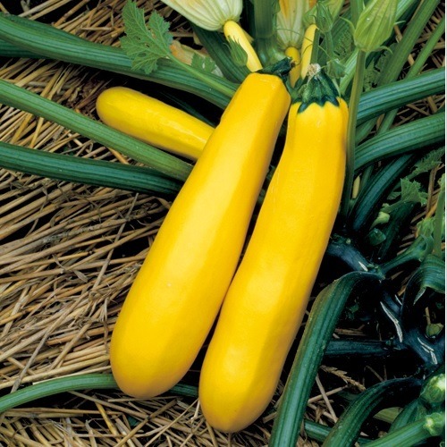 ズッキーニ「オーラム」（GF） 画像