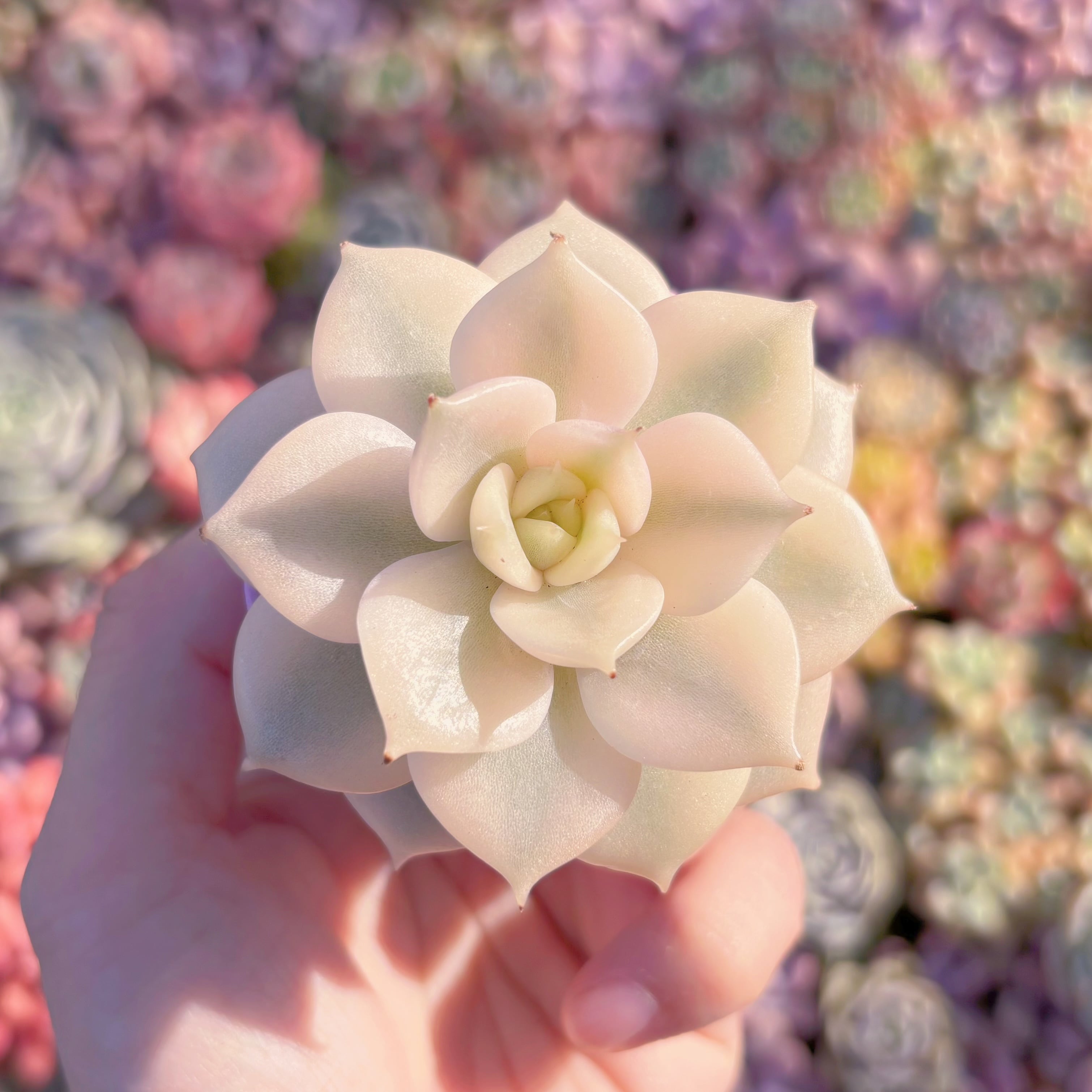 現品　レイクバイカル錦 Echeveria 'Lake Baikal Variegated'#D05　極美　希少　るる農園