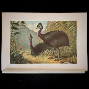 博物画「ヒクイドリ」