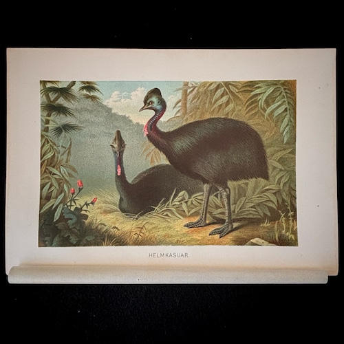 博物画「ヒクイドリ」