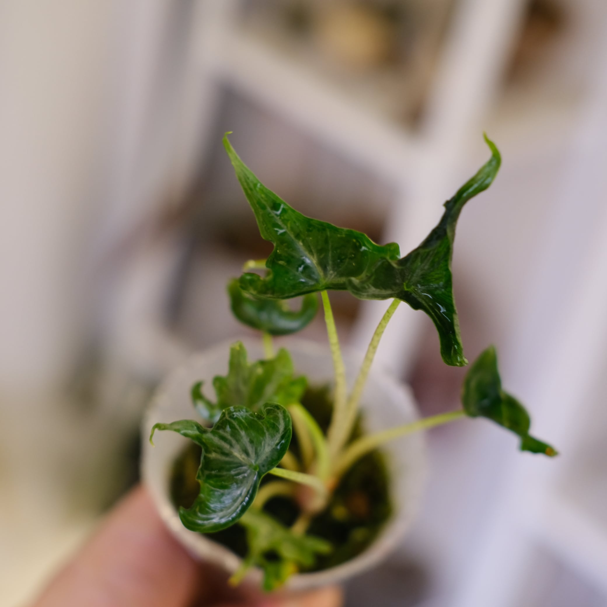 熱帯植物　アロカシア　\