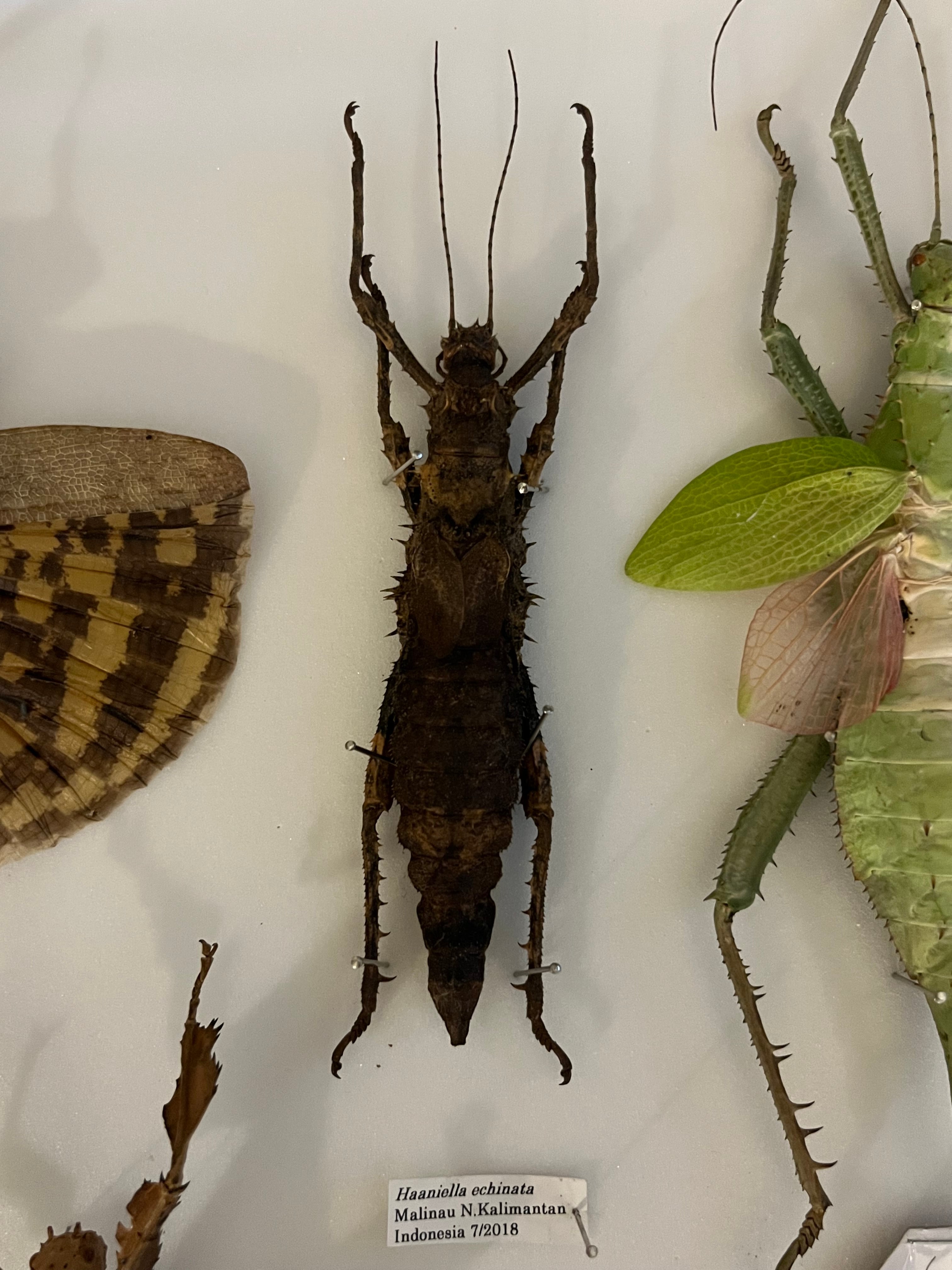 113mm】Haaniella echinataナナフシコノハムシカマキリマンティス