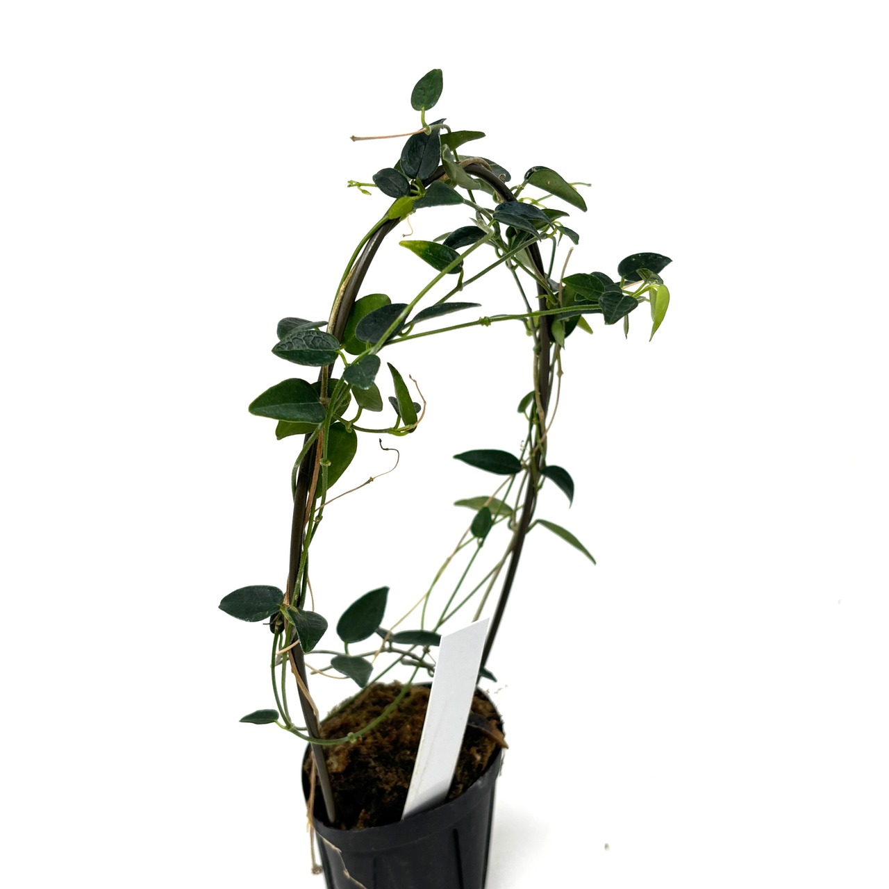 ホヤ microphylla Mt. Hagen, PNG S0923-02【692】