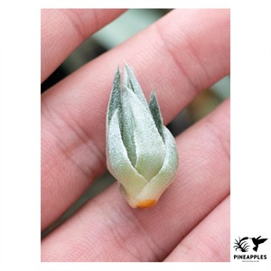 Tillandsia kautskyi (BRT/T114)