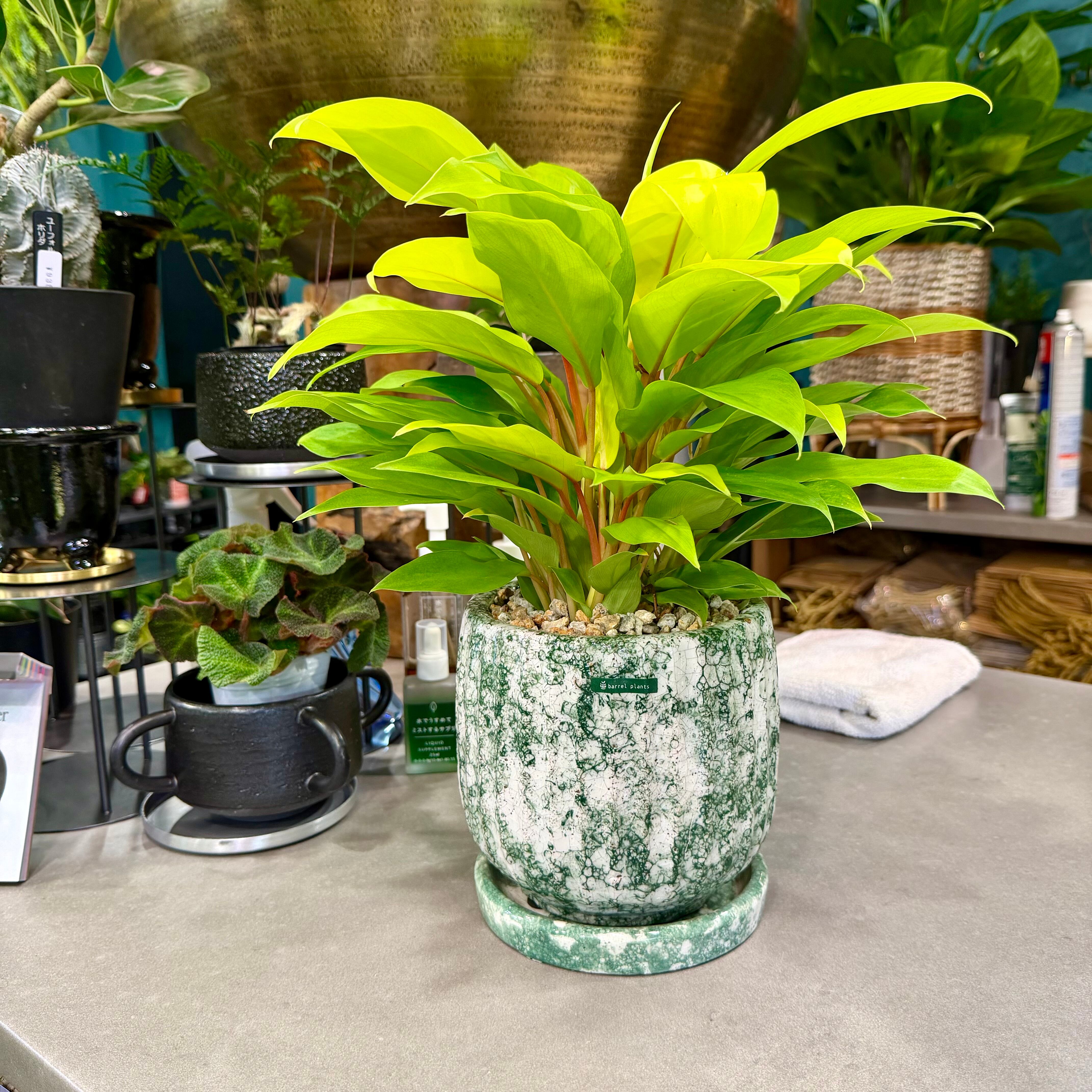 フィロデンドロン・レモンライム | barrelplants_BONSAI