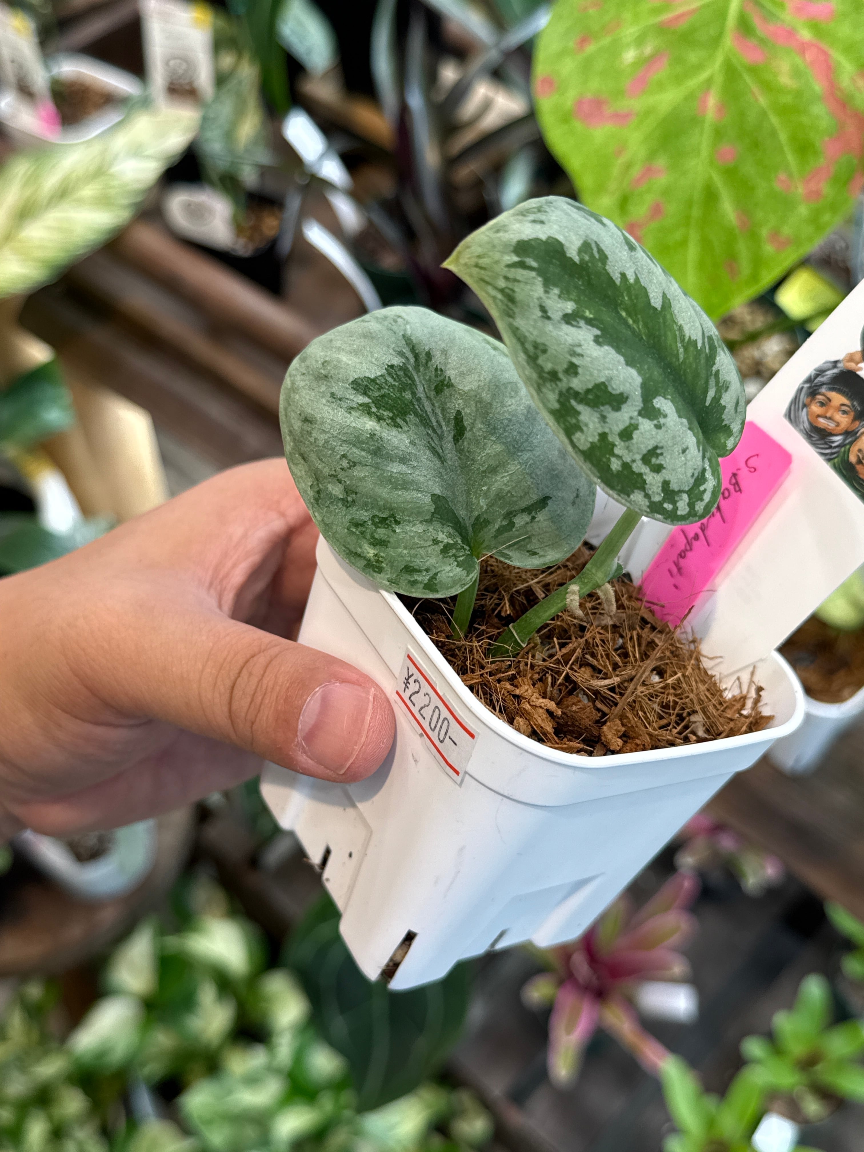 50. スキンダプサス バクダパティ | Gardenえん 【観葉熱帯植物】