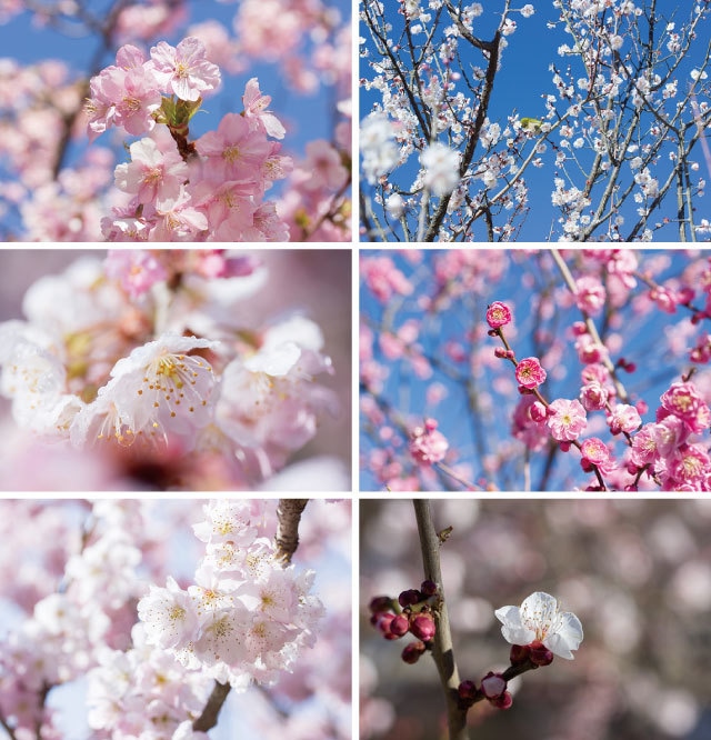 梅と桜のポストカード2017（6枚セット）