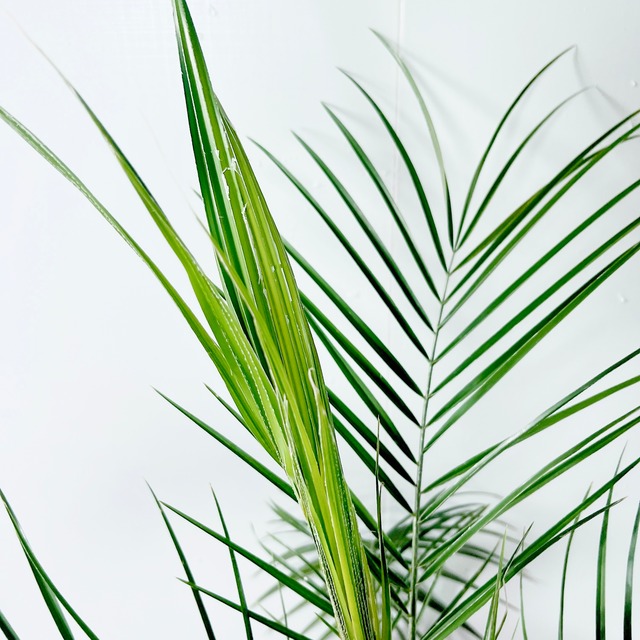 ヤシの木 フェニックス ロベレニー 観葉植物