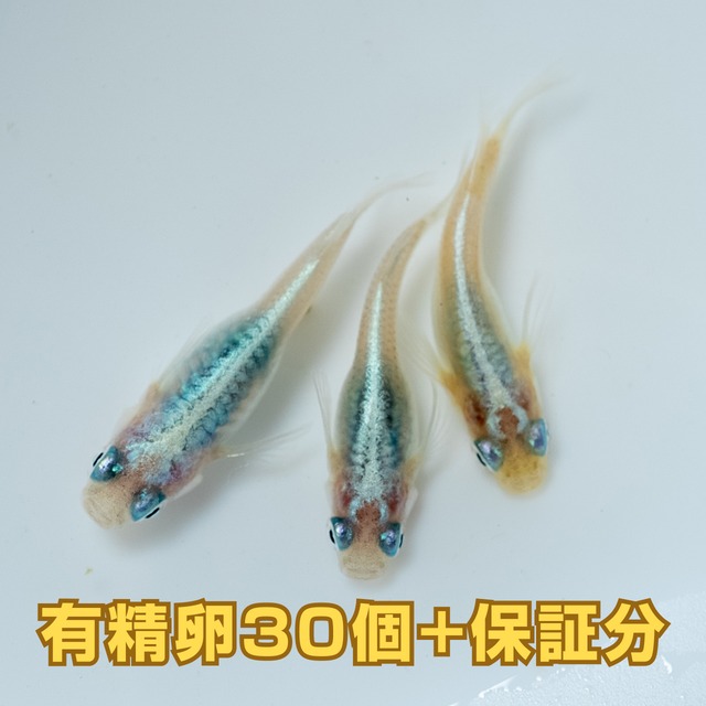 しずく（半ダルマ体系）　有精卵（30個）