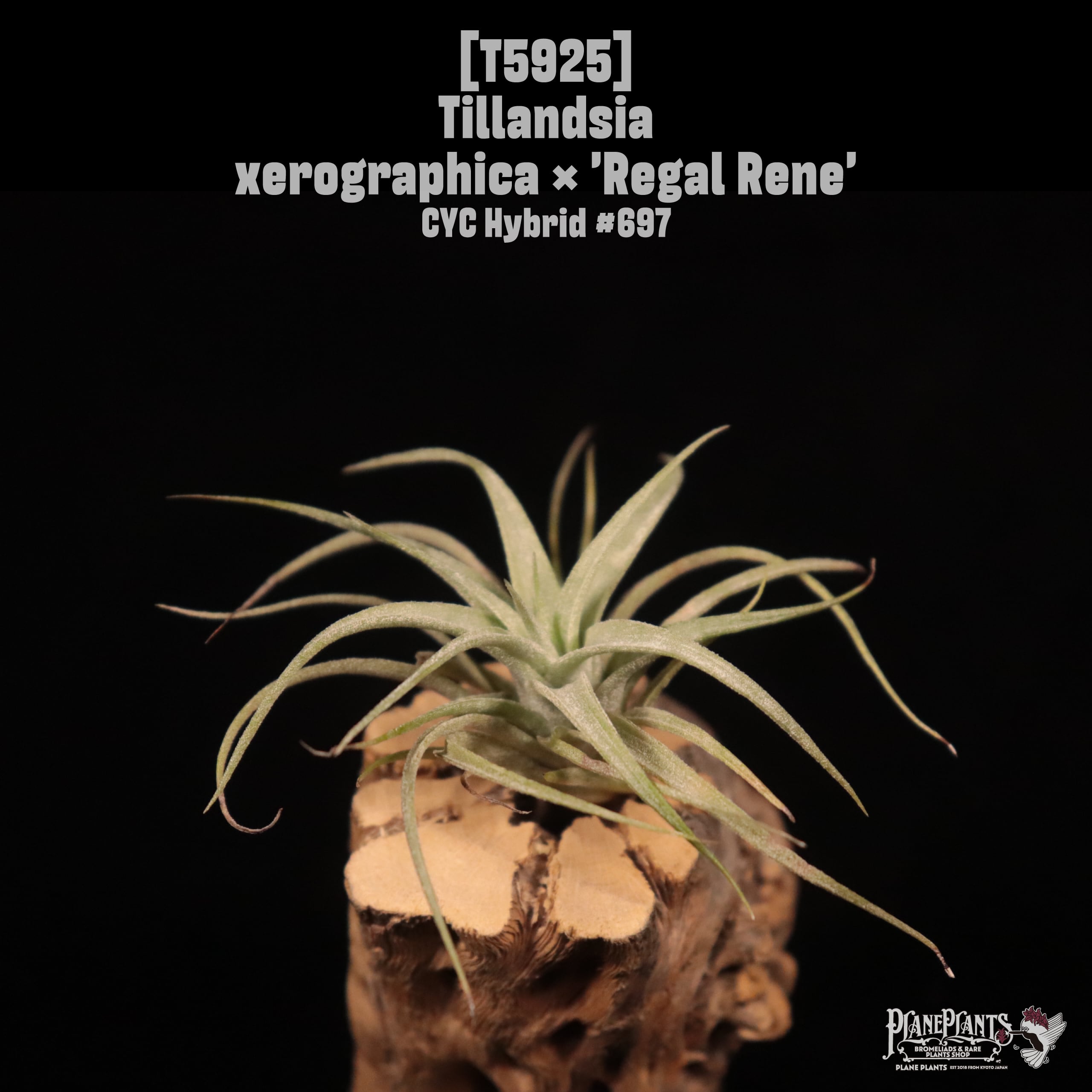 【reserved】Tillandsia xerographica × 'Regal Rene'〔エアプランツ〕T5925