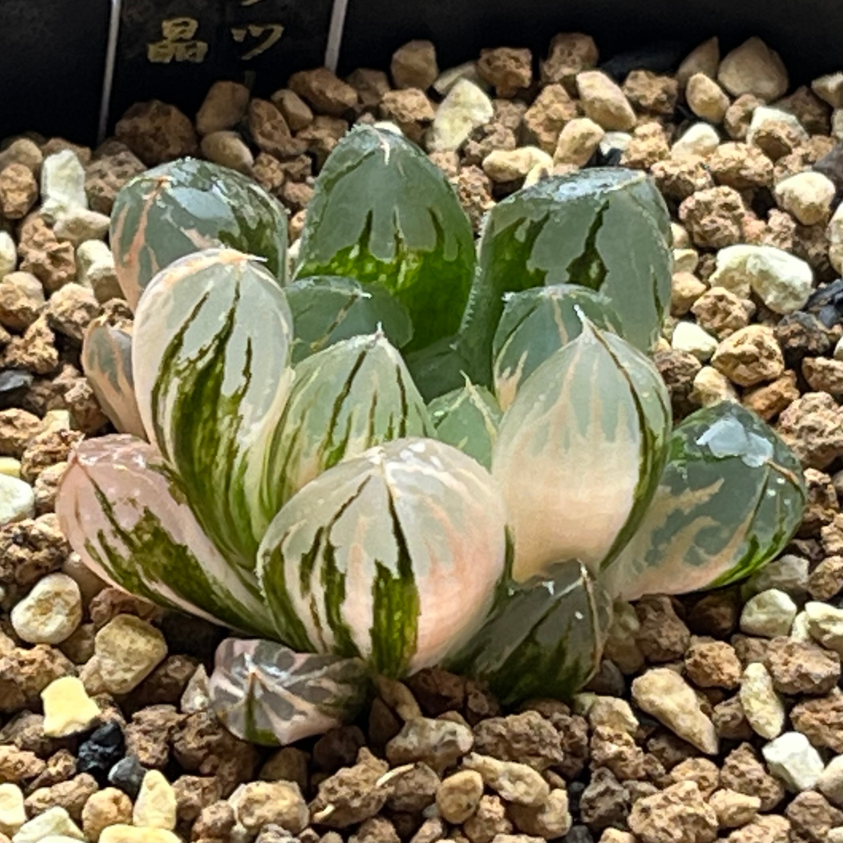 ハオルチア 三仙寿錦 | mocono_plants