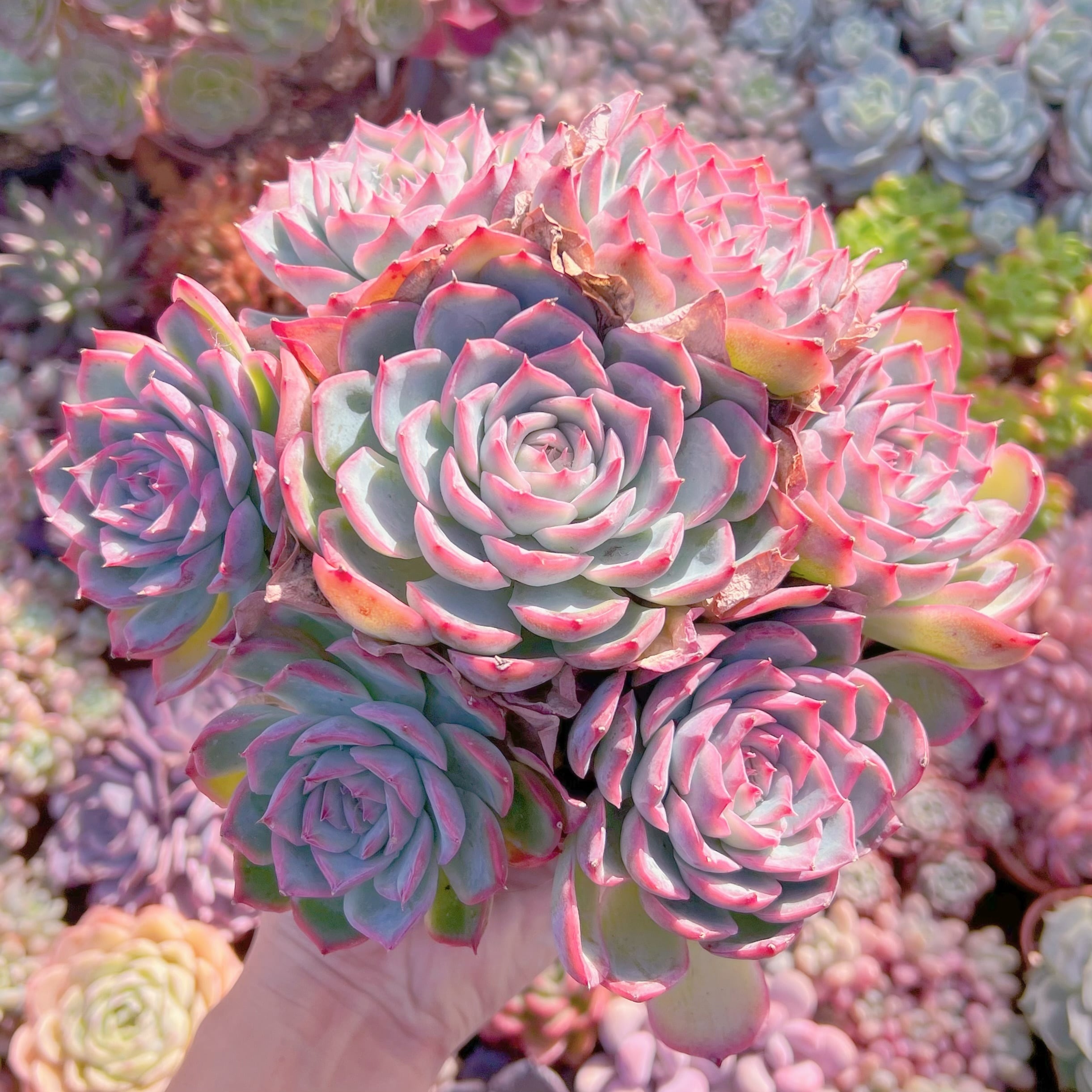 現品　シルエット#016　特特大群生　るる農園