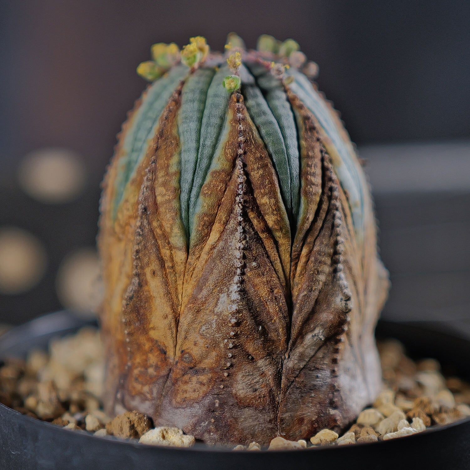 オス株 超美模様 木質化 マイクロオベサ / ユーフォルビア