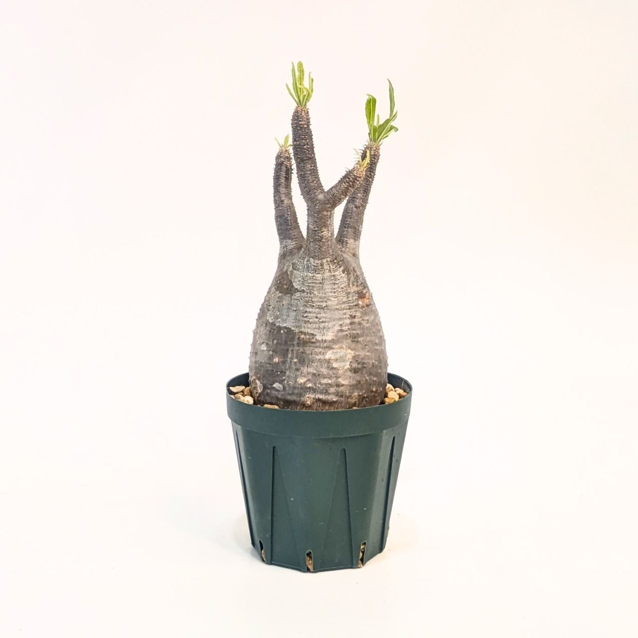 パキポディウム ロスラーツム グラキリス Pachypodium rosulatum var
