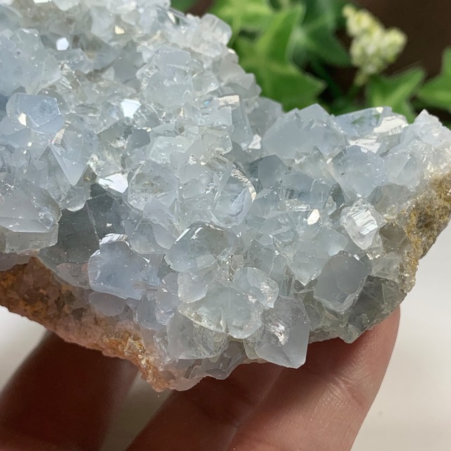 4.空色セレスタイトに住み着いているフローライトハリネズミさん