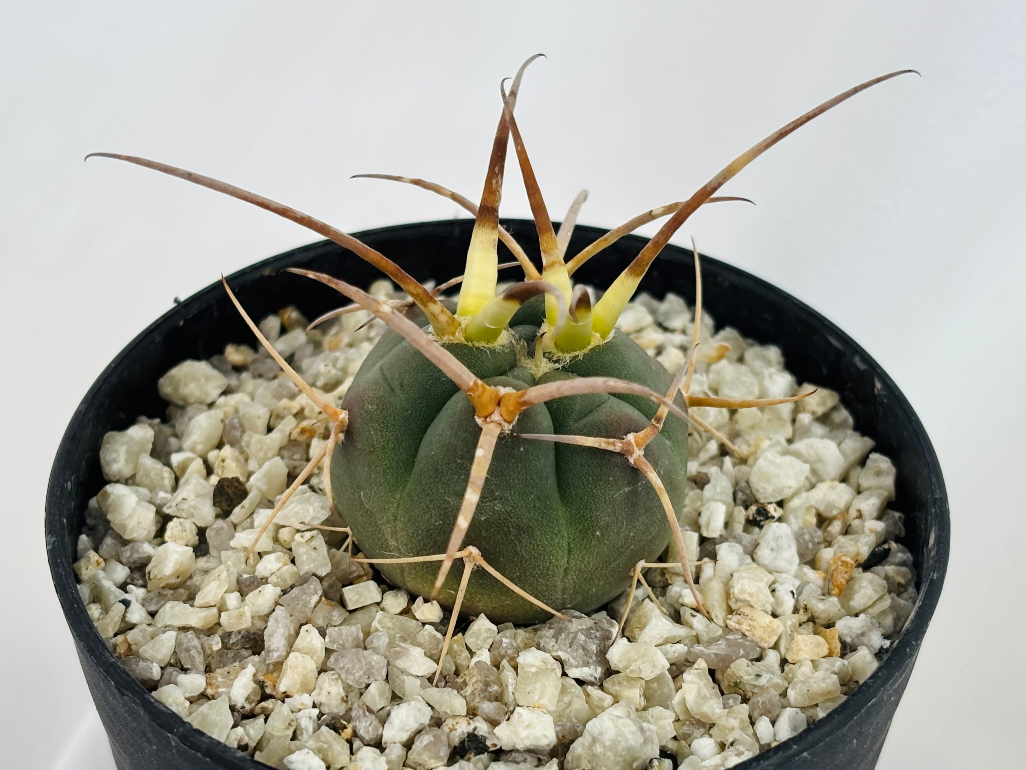 Gymnocalycium cardenasianum ギムノカリキウム 光琳玉 サボテン