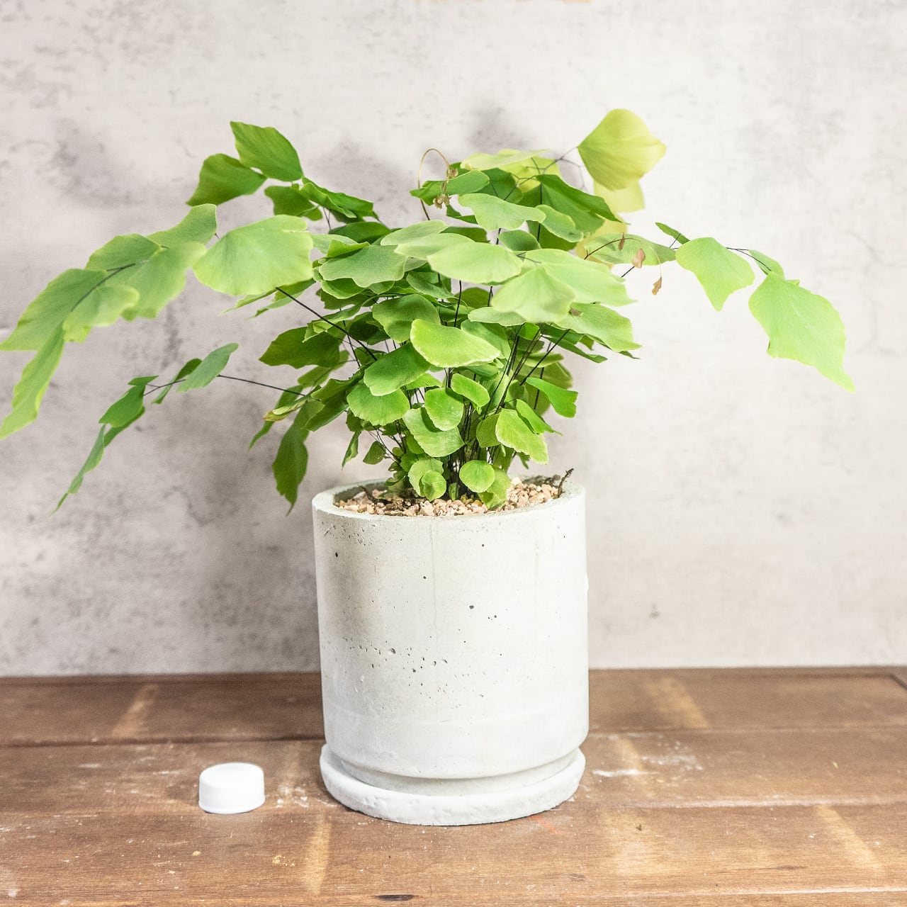 【繊細な葉が魅力】大葉アジアンタムを手づくりモルタル鉢で。グリーンインテリアに。／虫発生抑制／全国一律送料850円