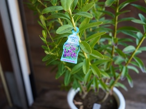 【現物】ポリガラ ・ミルティフォリア・ グランディフローラ B