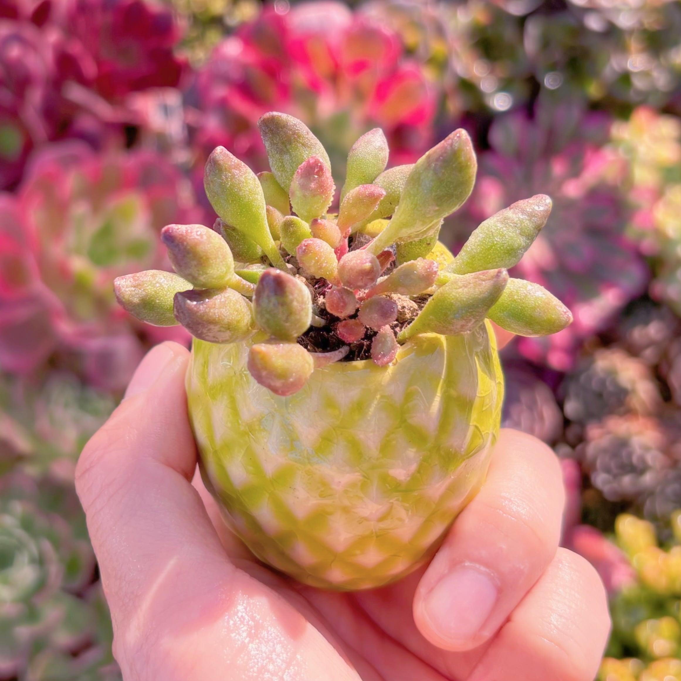 多肉植物　インディアンクラブ　群生　新入荷　るる農園