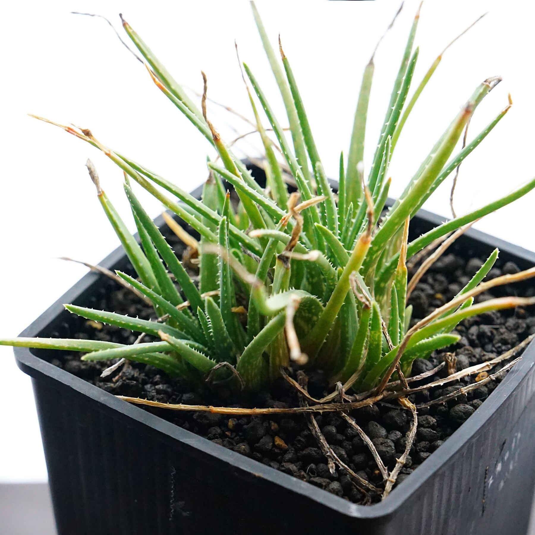 humanity molorock Yuta Uchida -BLACK GLAZE 内田裕太 鉢 ⁄ raw life