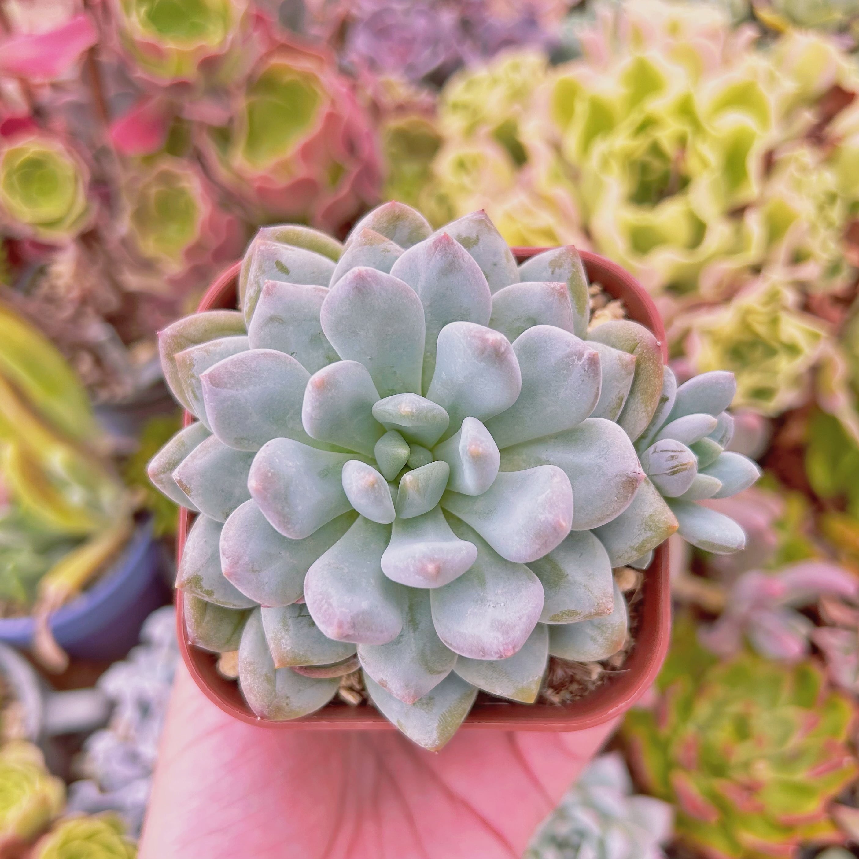 現物　多肉植物　アメジスチヌムxルビン(アイボリーピンク)