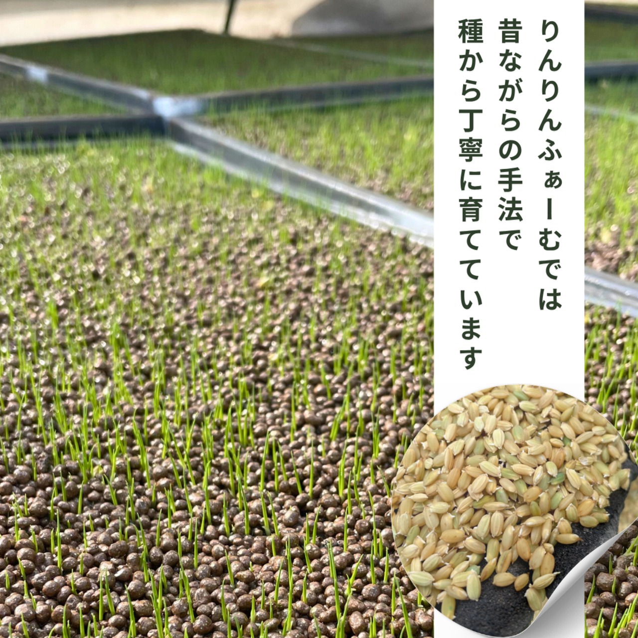 【定期便】精米15kg｜徳地きぬむすめ｜農家直送 山口県｜ 送料無料（北海道、沖縄を除く）