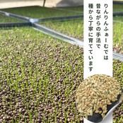 【定期便】精米15kg｜徳地きぬむすめ｜農家直送 山口県｜ 送料無料（北海道、沖縄を除く）